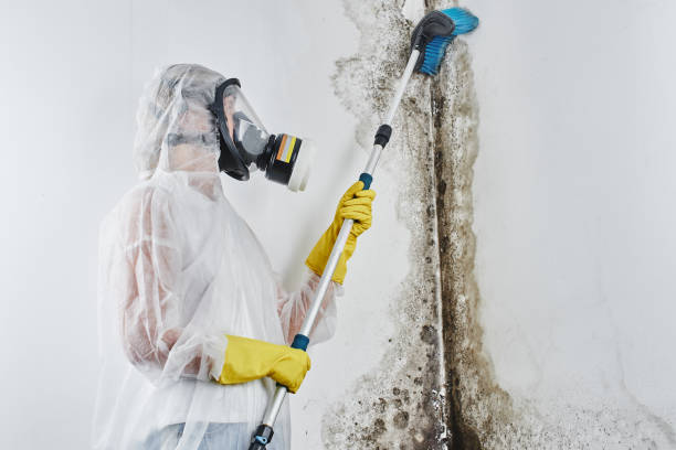 Best Mold Remediation for Schools in Springdale, AR