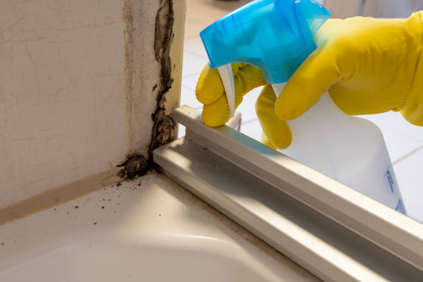 Best Kitchen Mold Remediation in Springdale, AR