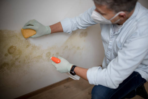 Best Emergency Mold Remediation in Springdale, AR