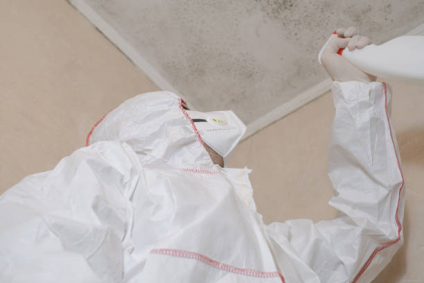 Best Commercial Mold Remediation in Springdale, AR