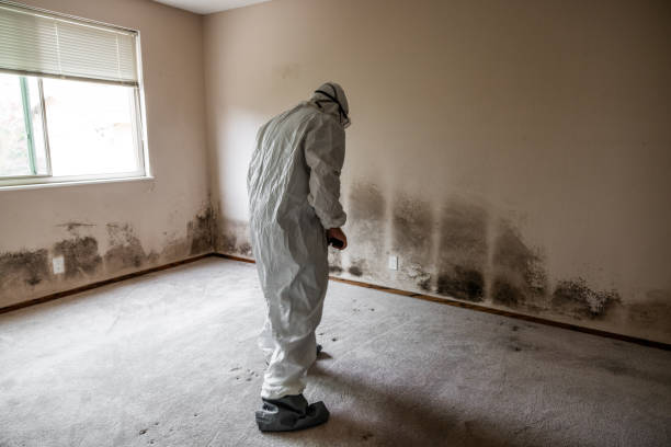 Best White Mold Remediation in Springdale, AR