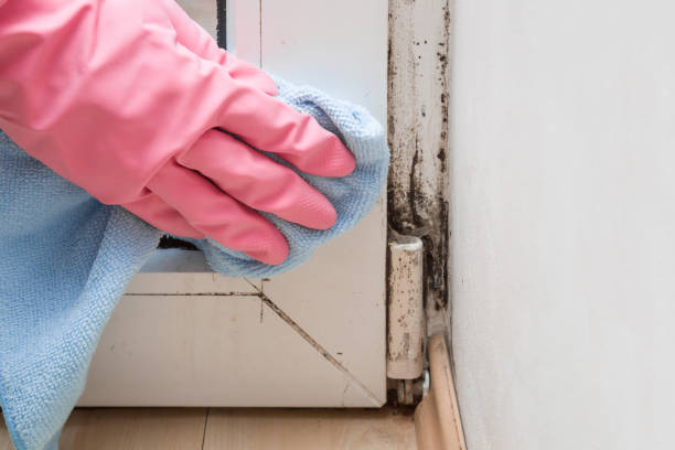 Best Mold Remediation for Specific Building Types in Springdale, AR